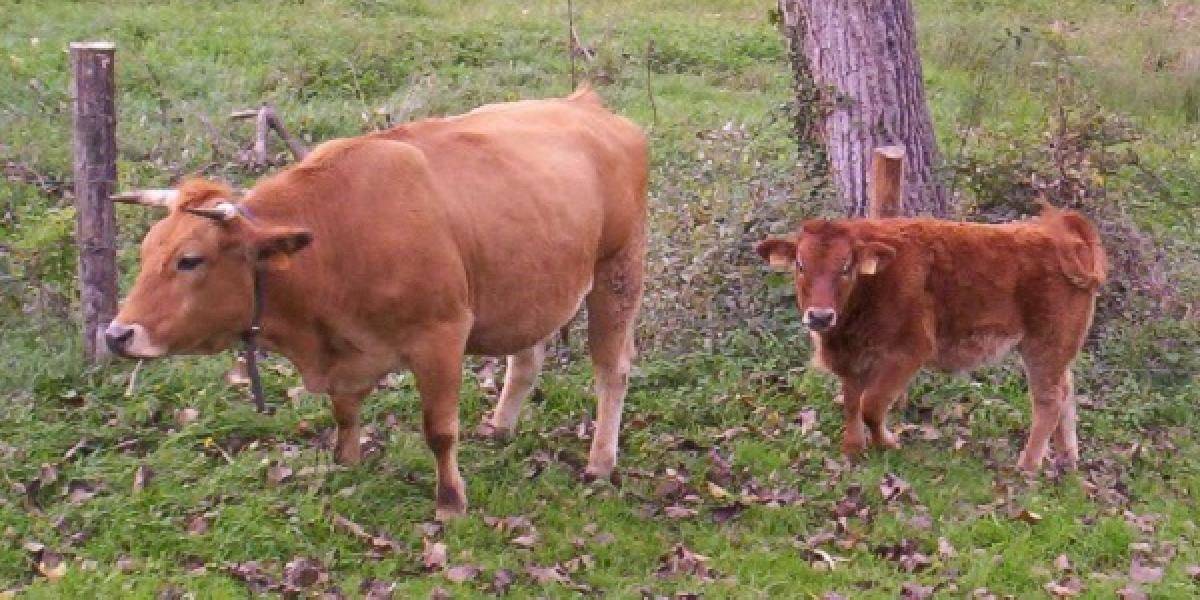 Rok 2014 je Medzinárodným rokom rodinného farmárstva