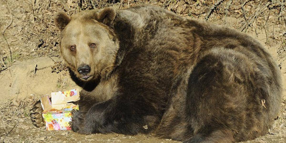 Mladý lesník prežil útok medveďa, zahryzol sa mu do stehna