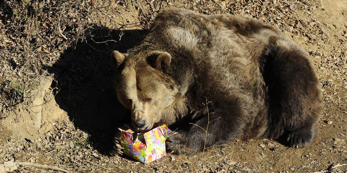 Teplé počasie prebúdza medvede, má však pozitívny vplyv na iné zvieratá