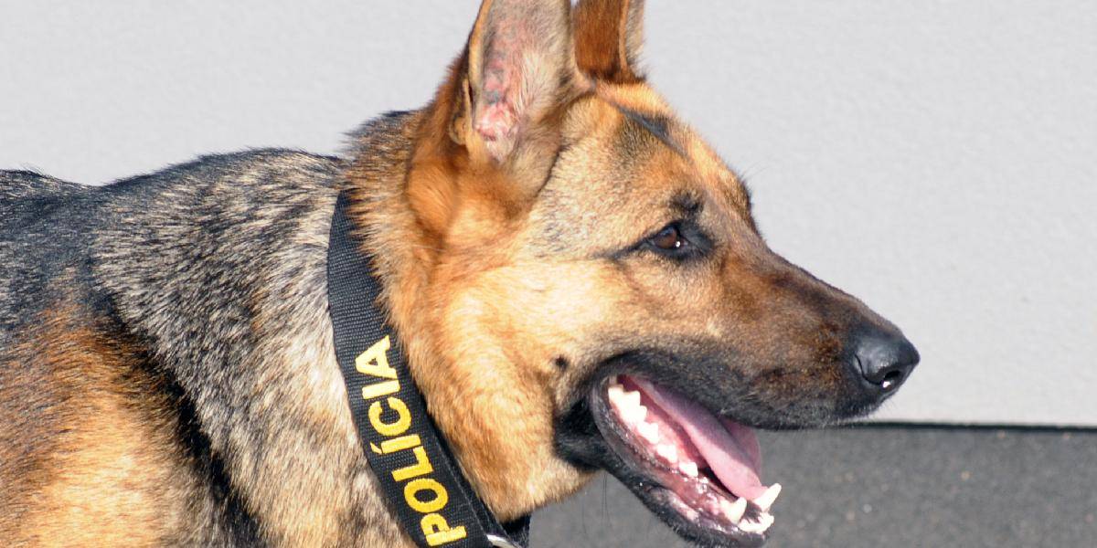 Mladého recidivistu našiel ukrytého v kríkoch policajný pes
