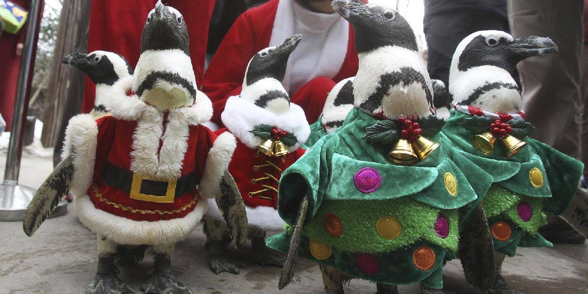V Amerike je chladnejšie ako na Marse: V zoo schovali tučniaky aj polárne medvede!