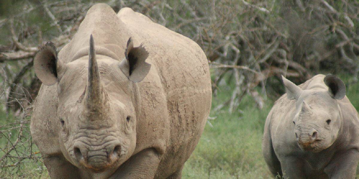 FBI vyšetruje poľovnícky klub: Chcú vydražiť povolenie na odstrel vzácnych nosorožcov!