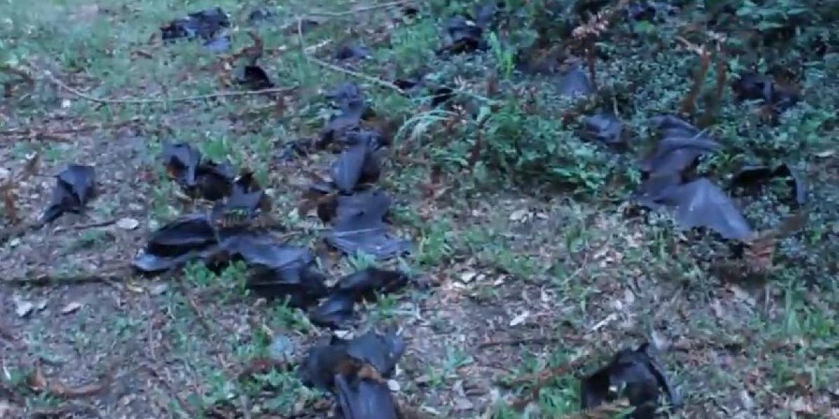 V Austrálii uhynulo cez víkend 100-tisíc netopierov