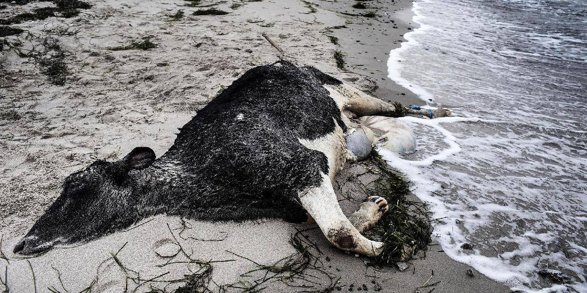 Na pobreží Švédska a Dánska našli v ostatných dňoch už 11 uhynutých kráv