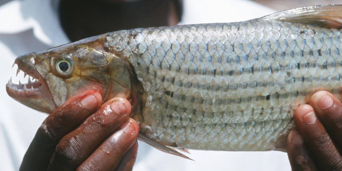 Unikátne VIDEO: Dravá ryba chytila letiacu lastovičku