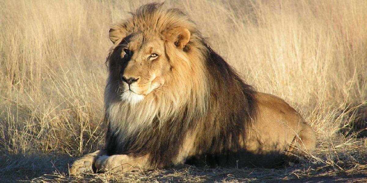 Západoafrické levy sú na pokraji vyhynutia, zostáva už len 400 jedincov