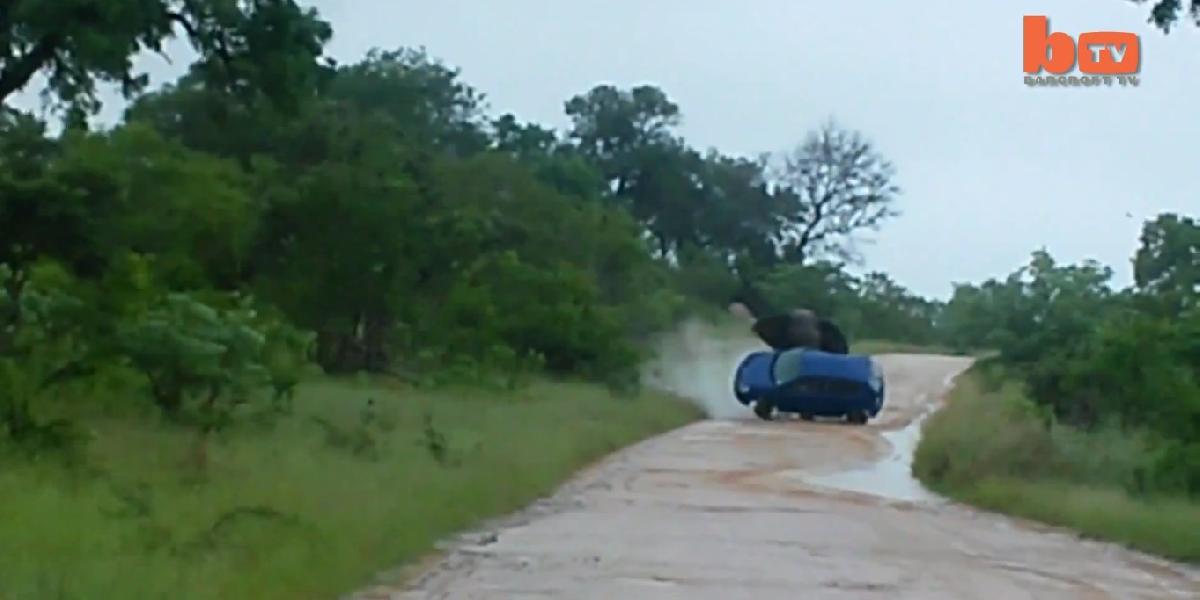 VIDEO Rozbesnený slon prevrátil auto, vážne zranil turistku!