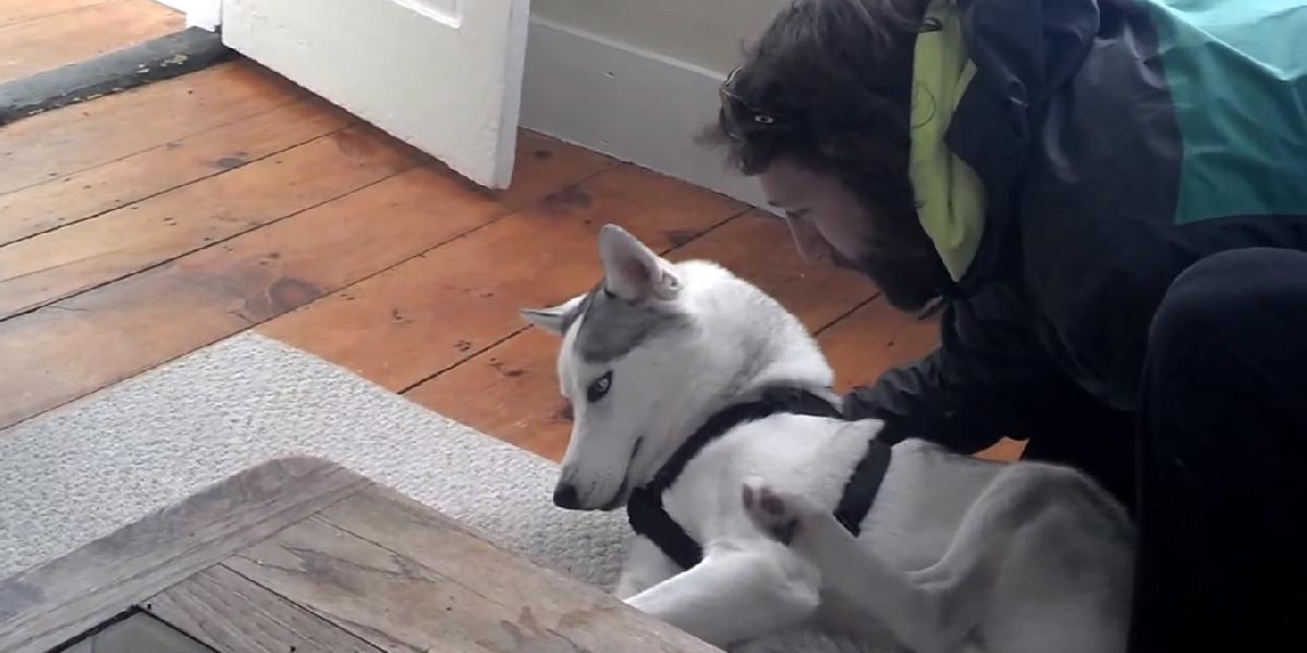 Úžasné VIDEO: Husky má ísť do búdy, svojmu majiteľovi hovorí 'Nie'!