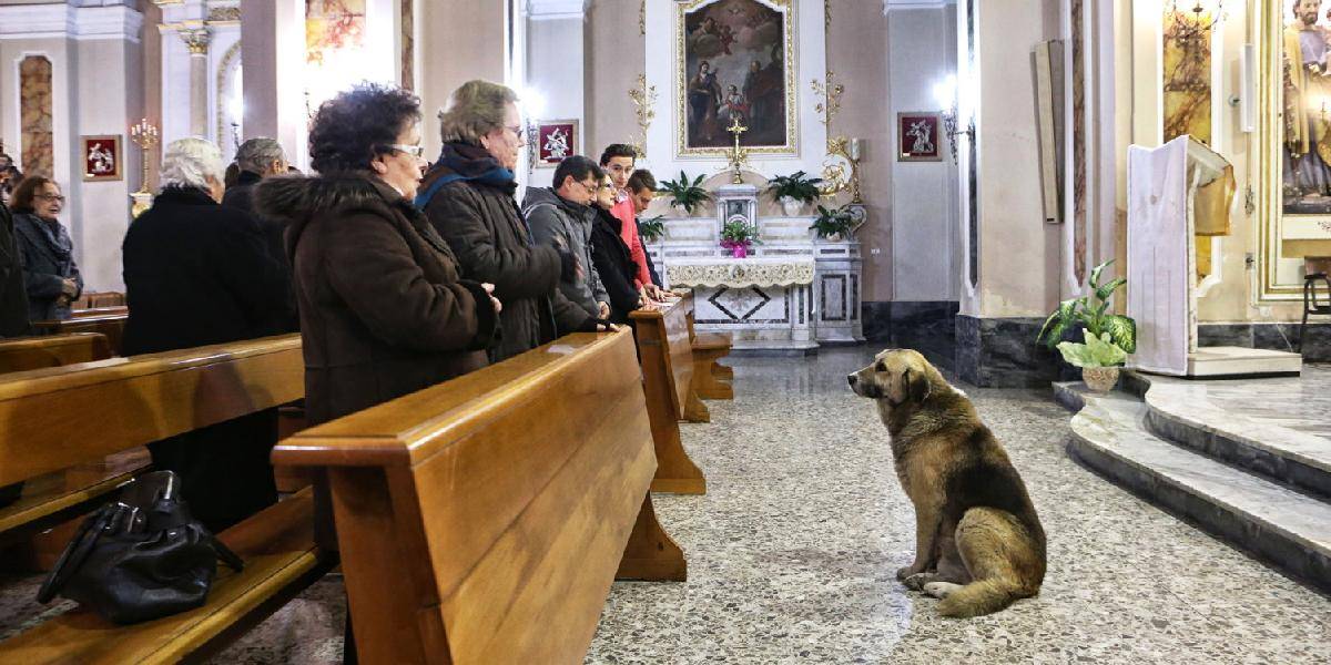 FOTO Dojemný príbeh: Pes čaká v kostole na svoju mŕtvu pani!