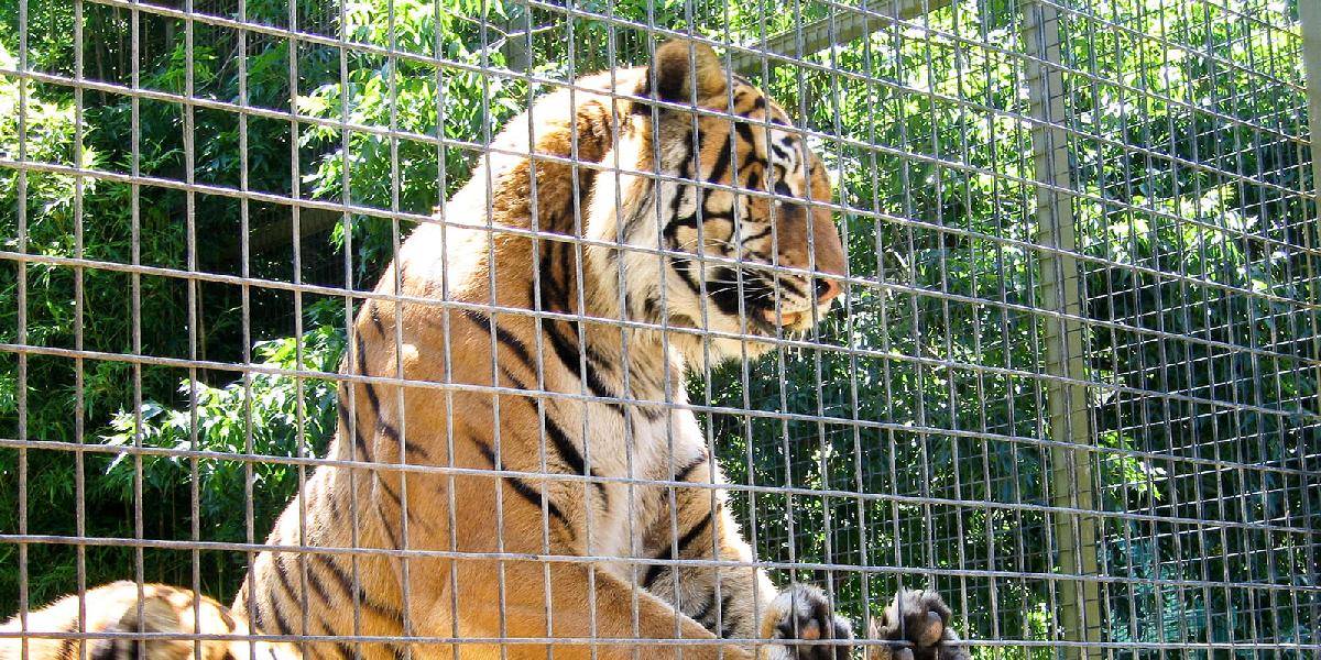 Pri požiari v ruskej zoo uhynuli desiatky zvierat