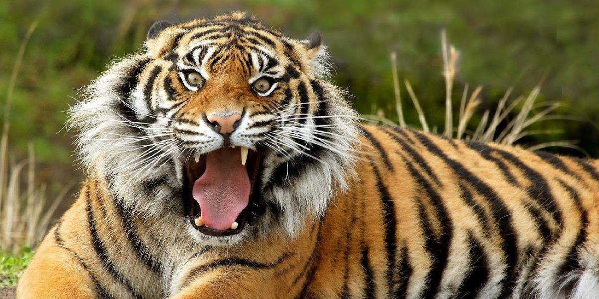Zastrelili tigra-ľudožrúta, ktorý zabil tri ženy