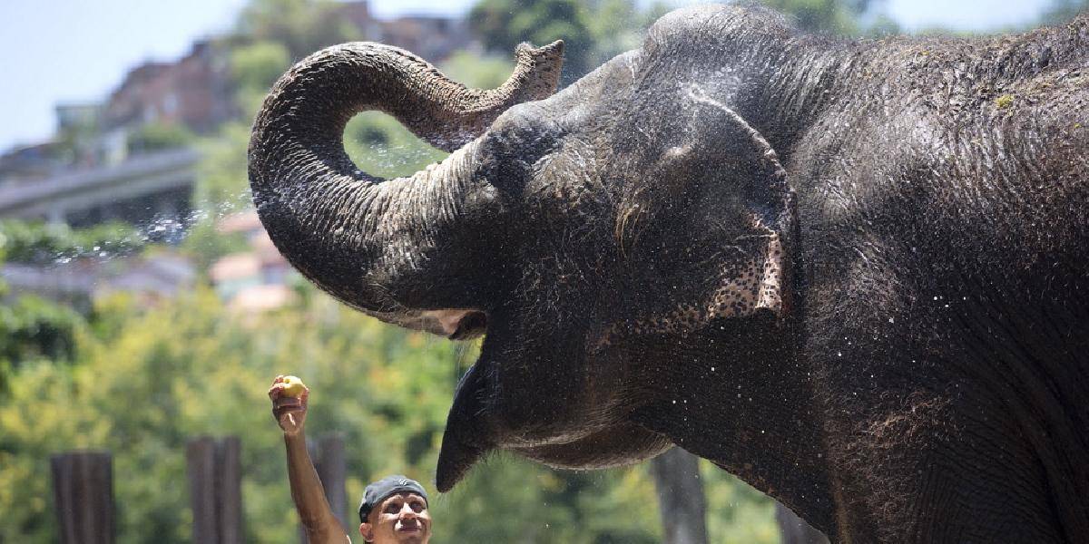 Hrozná smrť americkej turistky v Thajsku: Udupali ju slony!