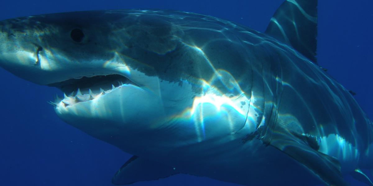 Austrálska vláda chce strieľať bielych žralokov pri plážach