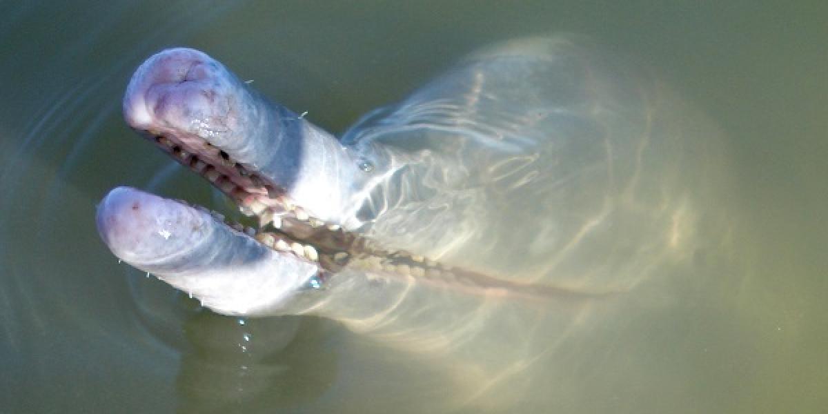 V Brazílii objavili nový vzácny druh riečneho delfína 
