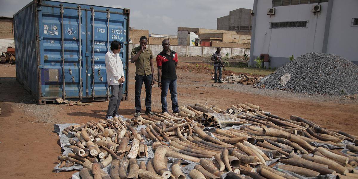 Polícia zhabala takmer dve tony slonoviny určenej pre Vietnam