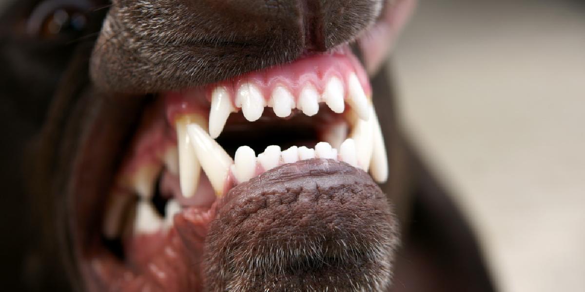V Trnave útočili agresívne psy, policajti ich zastrelili