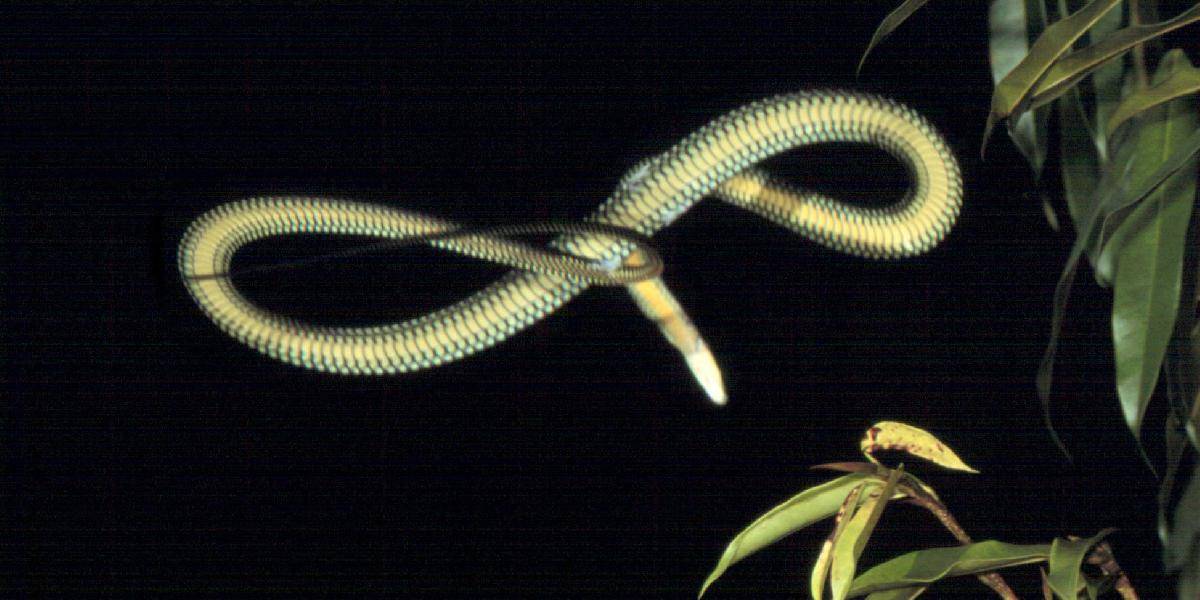 Vedci objavili tajomstvo lietajúcich hadov