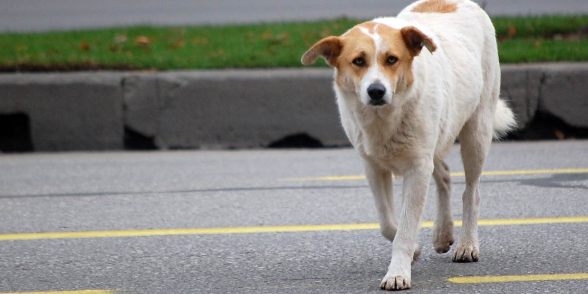 Radnica v Soči nariadila zabíjanie túlavých psov