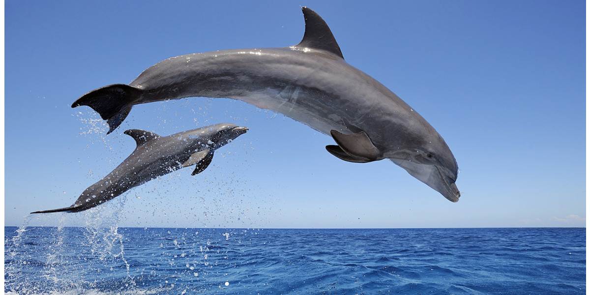 V Peru uhynulo viac ako 400 delfínov: Príčinu vysvetlí až pitva