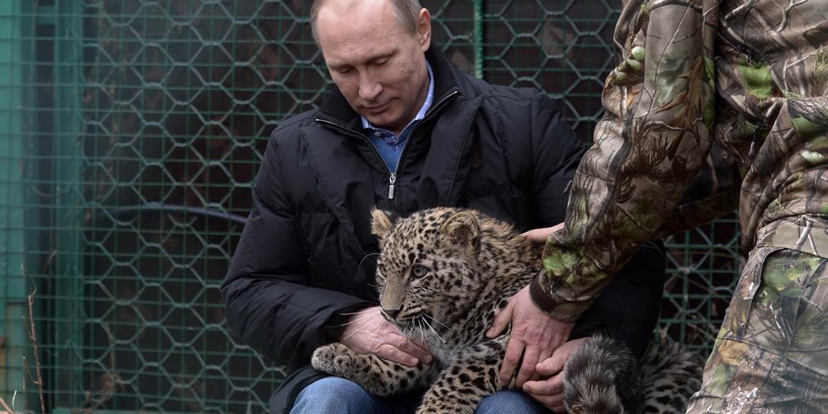 VIDEO Putin sa v Soči pohral s malým leopardom: Ten v zúrivosti pohrýzol novinára do kolena!