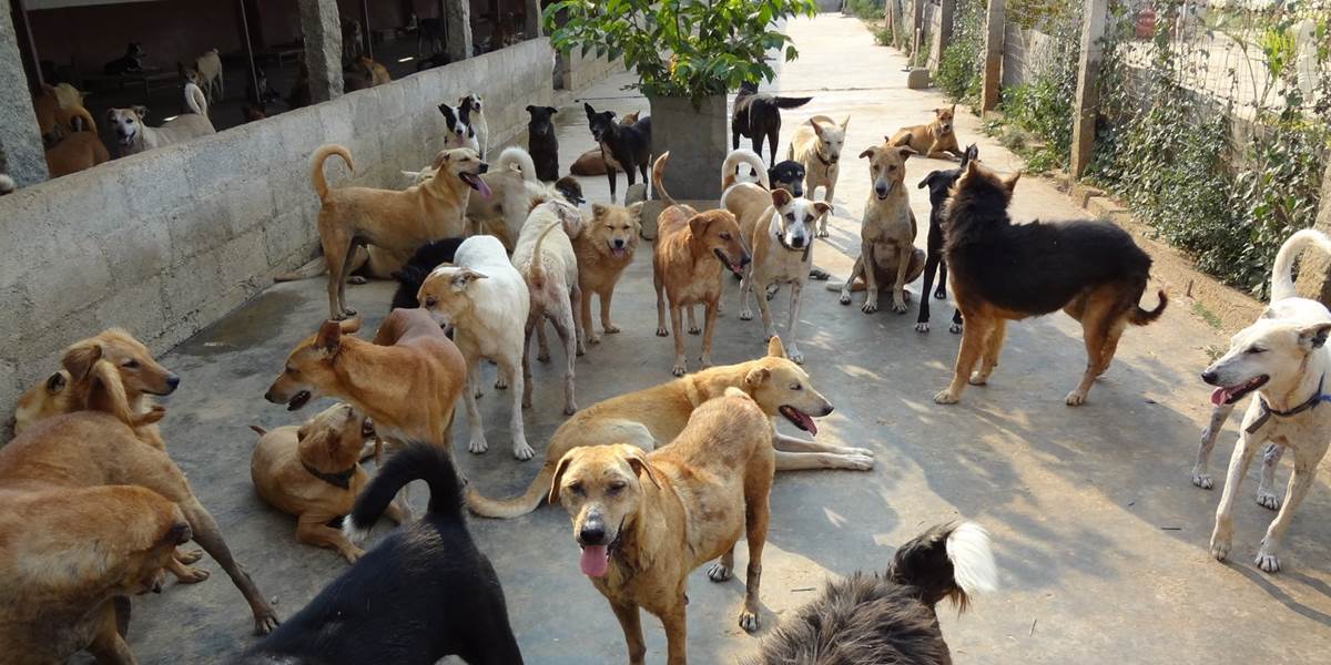 Muž z Vladivostoku sa priznal k otráveniu tisícov túlavých psov