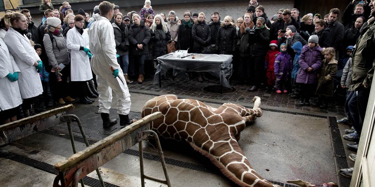Nechutné VIDEO: V zoo zabili zdravú žirafu, stiahli ju z kože a hodili levom. Pred očami detí!