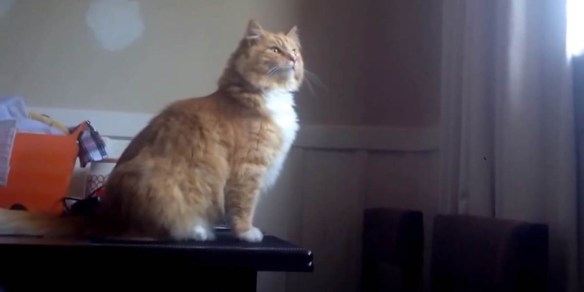 VIDEO Nová hviezda internetu: Obézna mačka, čo nevie skákať!
