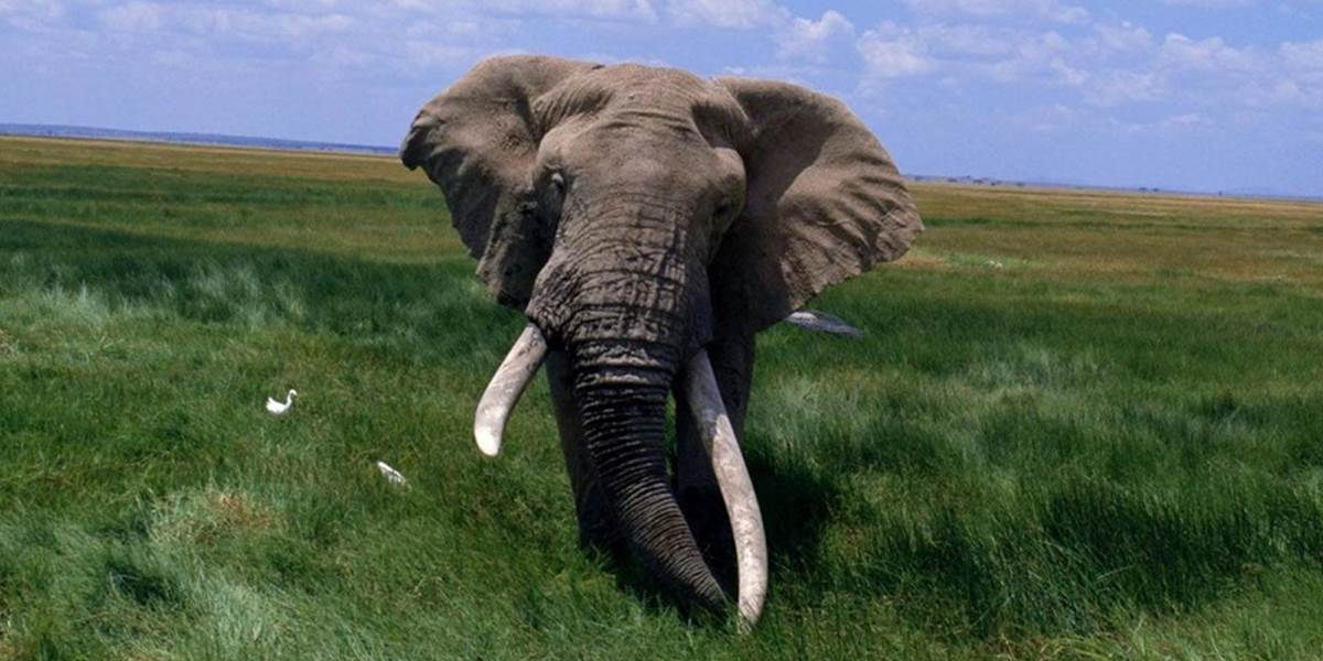 Poranený slon usmrtil troch ľudí, ďalších troch zranil!