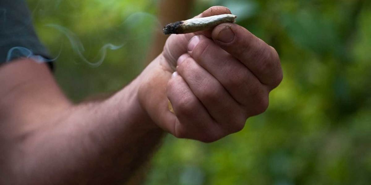 Fajčenie hortenzie ako lacnej náhrady marihuany odborníci v SR nezaznamenali