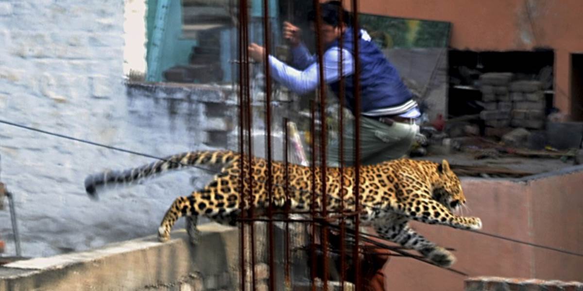 Leopard na potulke v rušnej Indii vyvolal paniku ľudí