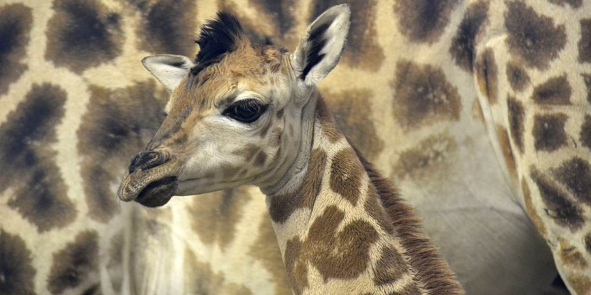 Samček žirafy z bratislavskej  ZOO dostal meno Melman