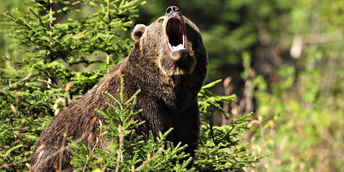 Krvavá dráma v lese: Medvedica si muža prehodila cez plece!