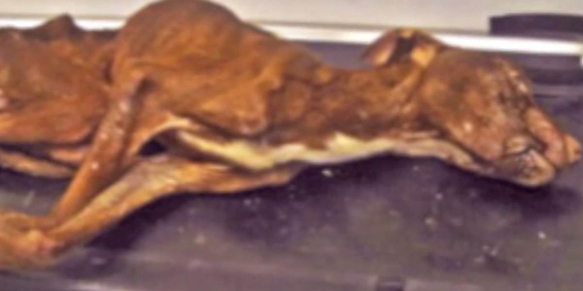 VIDEO Neuveriteľný príbeh: Polomŕtvy psík má obrovskú energiu!