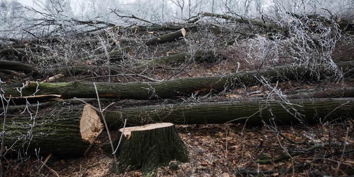 Ministerstvo pôdohospodárstva chce stromy na Kolibe