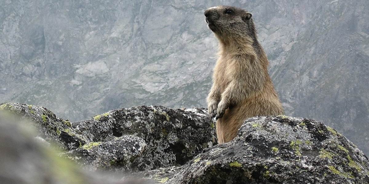 V Mengusovskej doline našli mŕtveho svišťa, podľa ochranárov je to ojedinelé