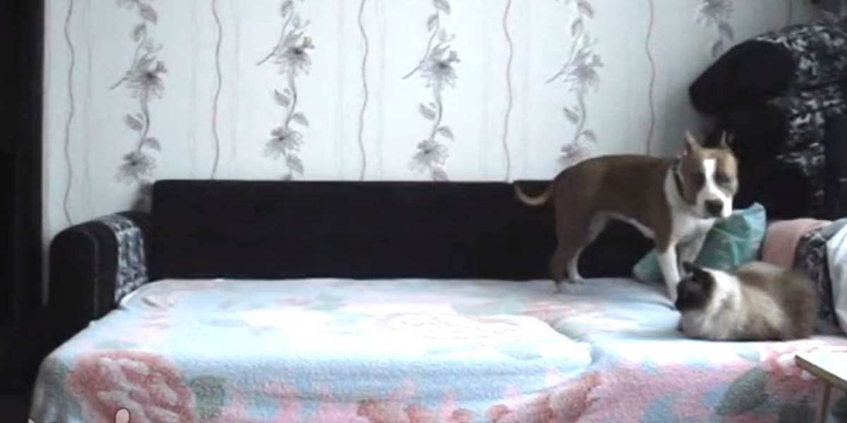Úžasné VIDEO: Pes má zakázané ísť na posteľ, čo sa stane keď majiteľ odíde z bytu?!