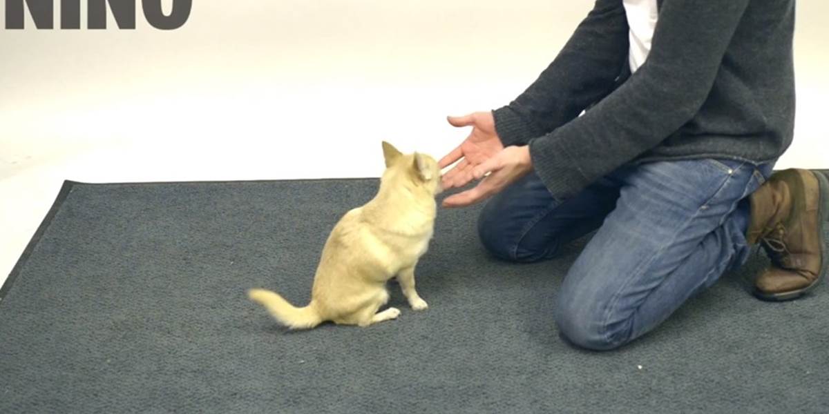 Úžasné VIDEO: Ako reagujú psi na triky kúzelníka?