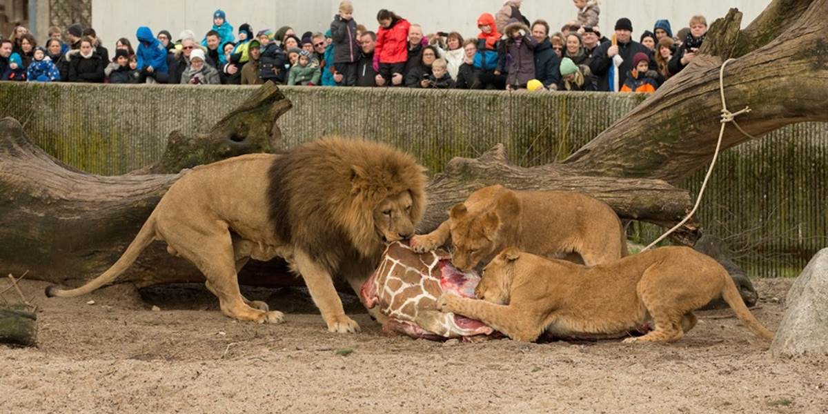 Dánska zoo zabila po zdravej žirafe aj štyri levy!