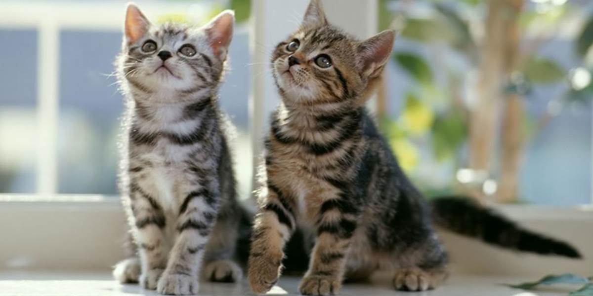 Dvaja Angličania dostali tuberkulózu od svojej domácej mačky