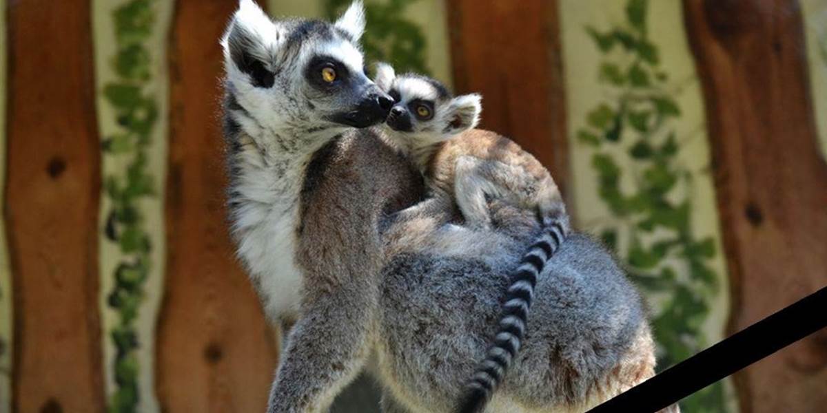 V bratislavskej zoo zahynuli dve lemurie samičky, zrejme ich otrávili návštevníci