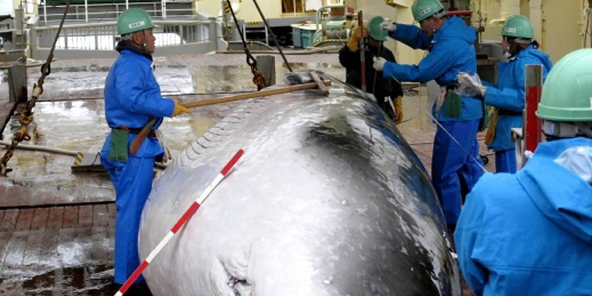 Medzinárodný súd nariadil pozastaviť zabíjanie veľrýb
