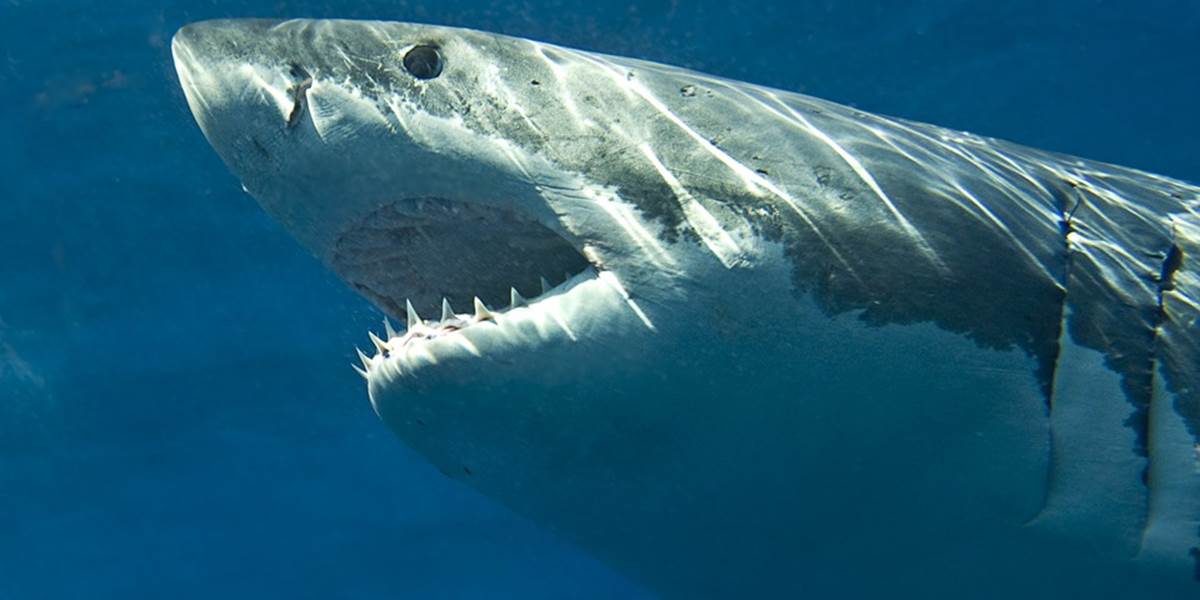 Žralok zabil ženu pri východnom pobreží Austrálie