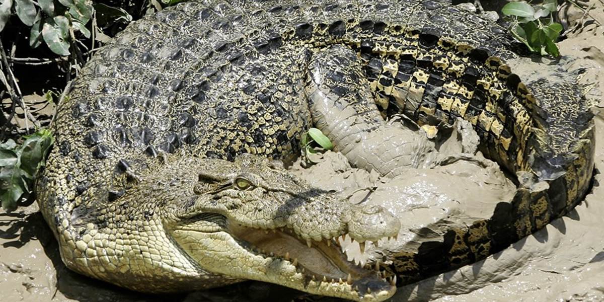 Ugandský ochranári odchytili tisíc kilogramového ľudožravého krokodíla